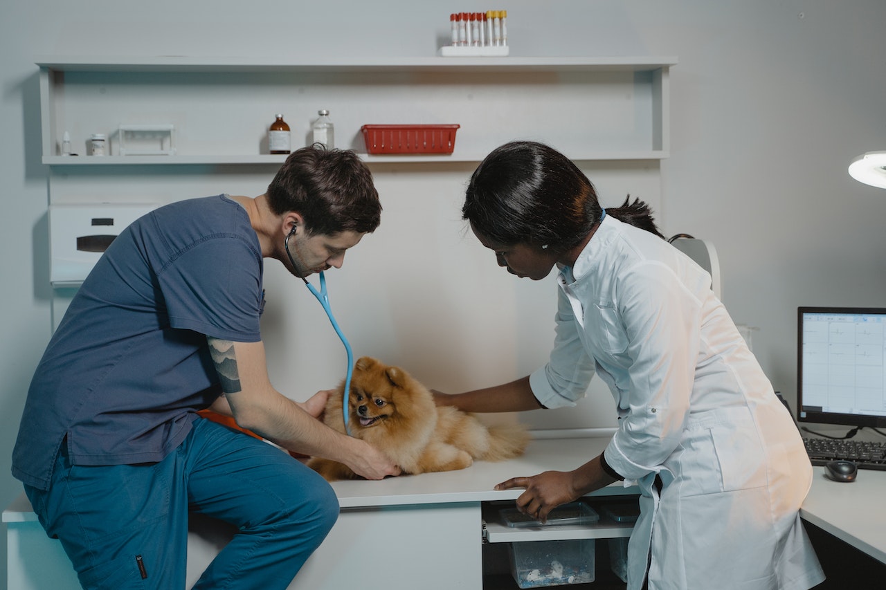Como passar em medicina veterinária